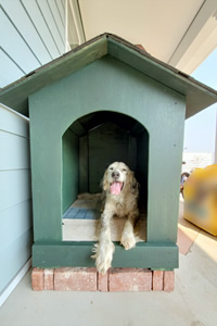 DIYした犬小屋。こだわりの三角屋根は自宅とおそろいのアスファルトシングル